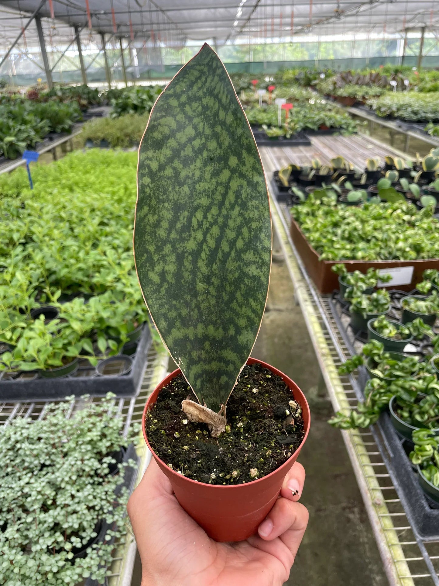 Shark Fin Snake Plant | Cactus Clint