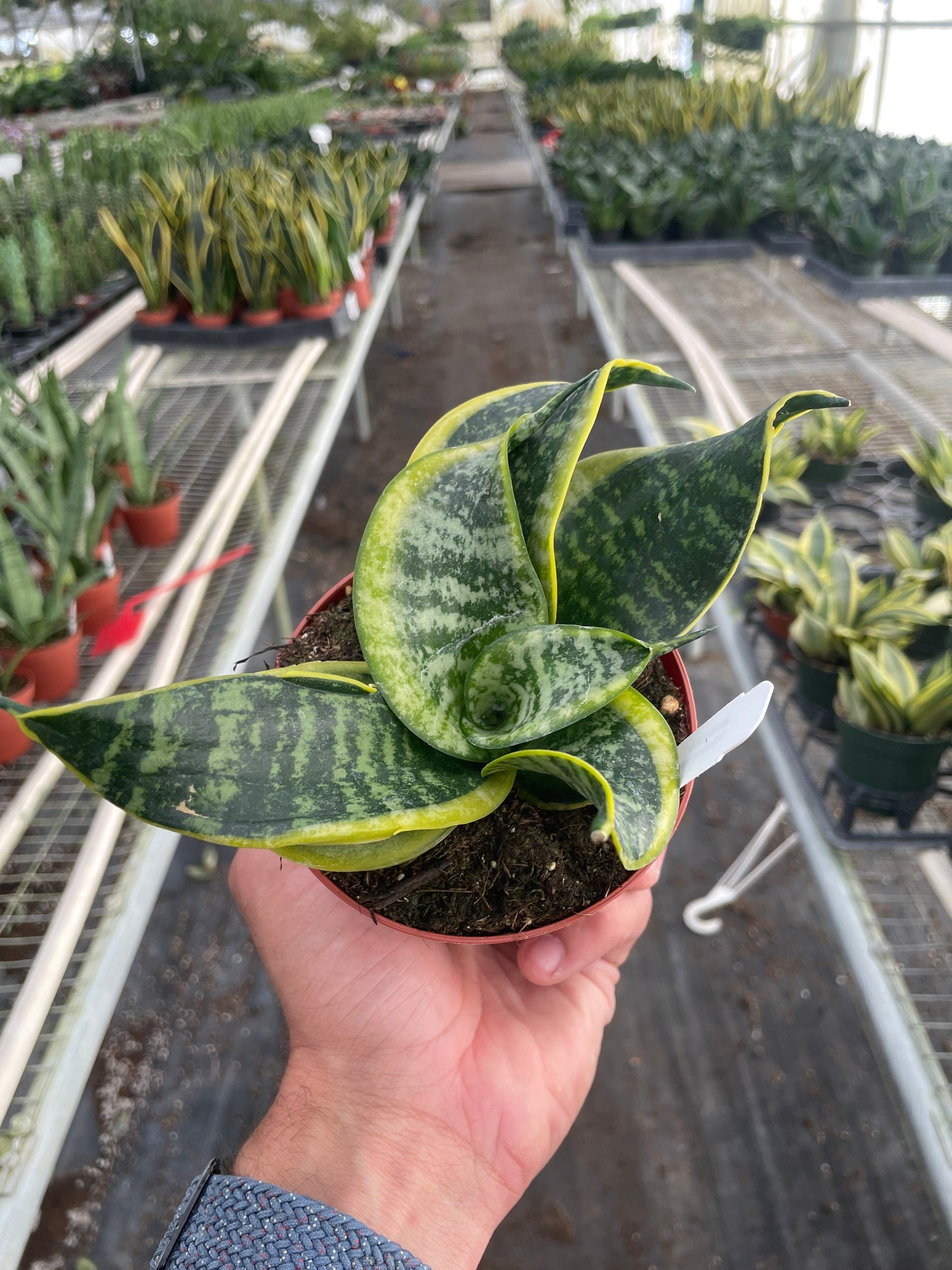 Snake Plant Twist | Cactus Clint