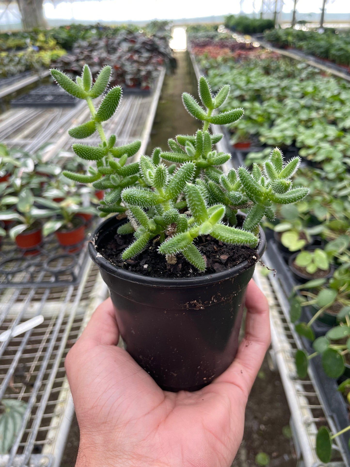 Delosperma echinatum 'Pickle Plant' | Cactus Clint