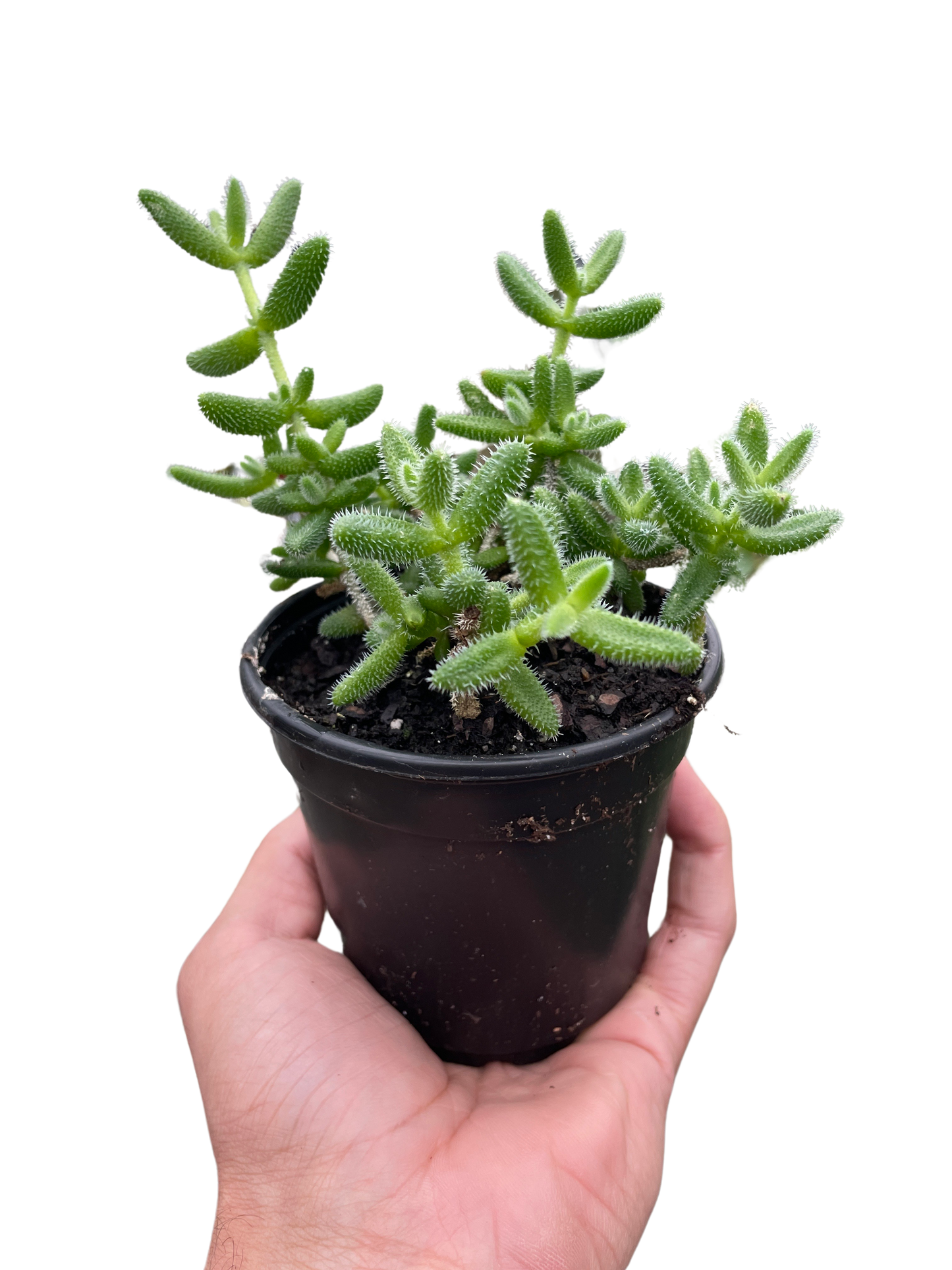 Delosperma echinatum 'Pickle Plant' | Cactus Clint