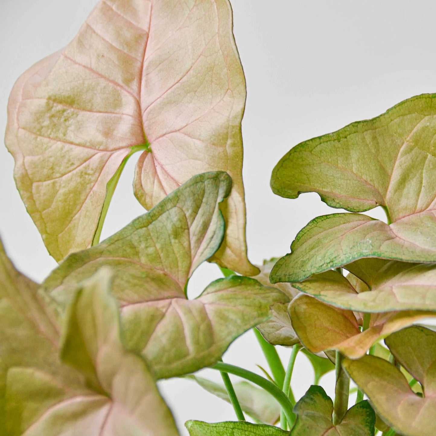 Syngonium Strawberry | Cactus Clint