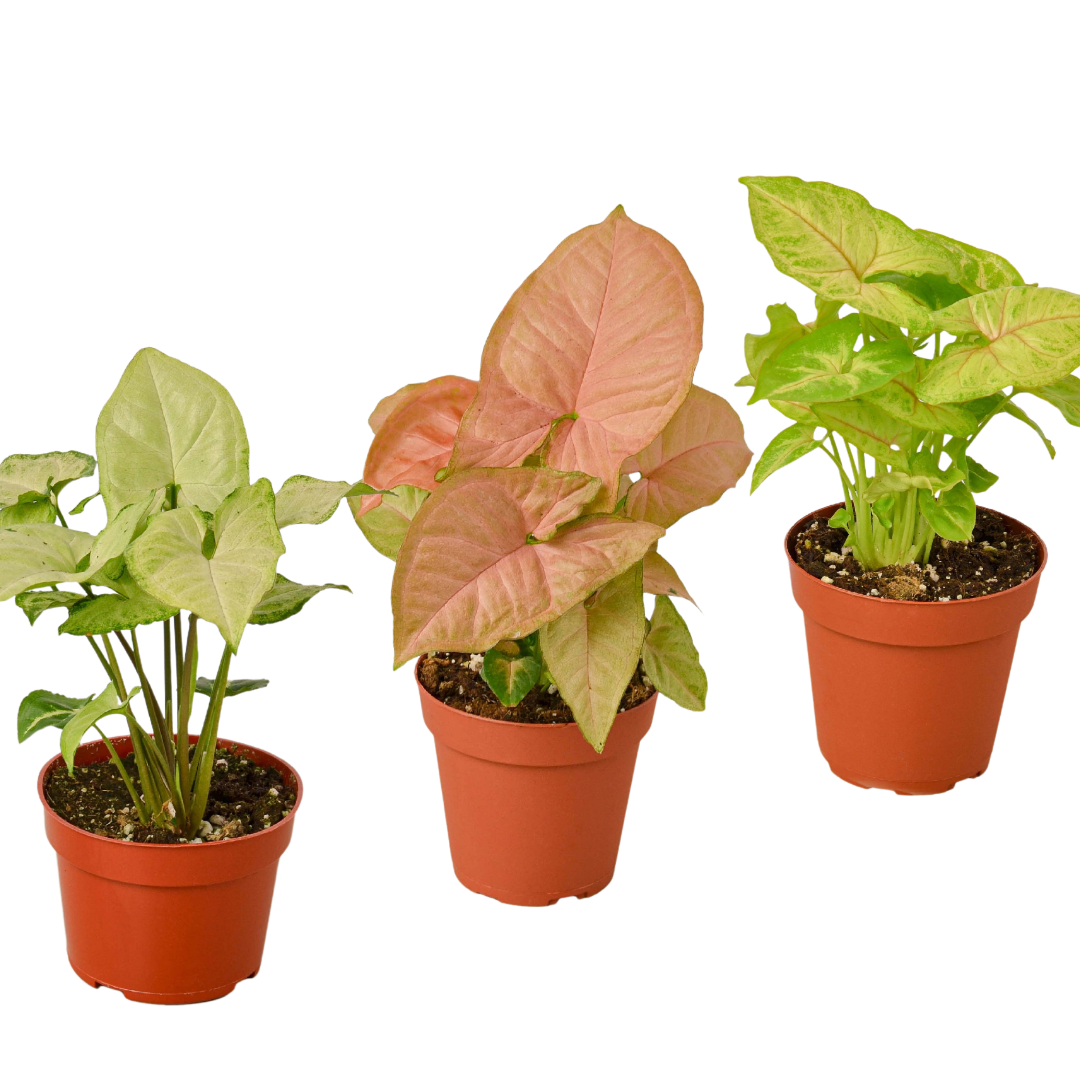 3 Different Syngonium Plants - Arrowhead Plants / 4" Pot / Live Plant | Cactus Clint