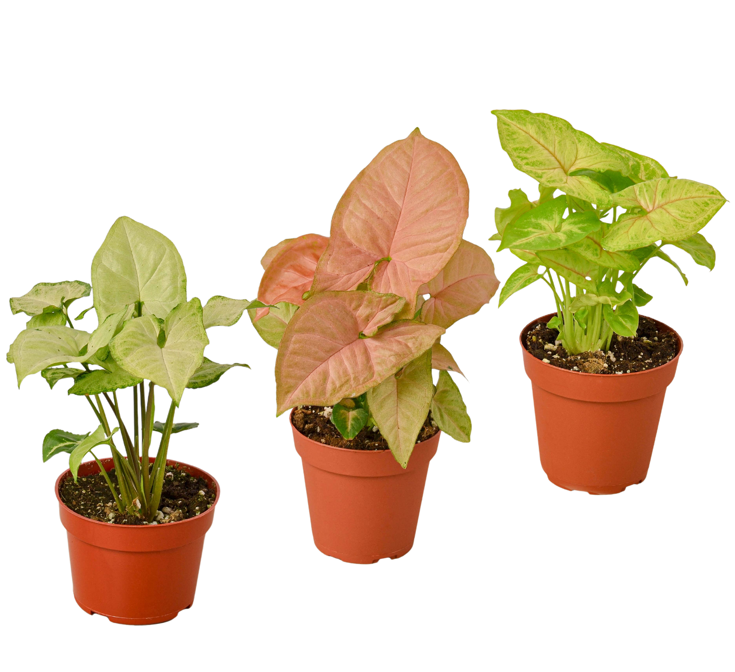 3 Different Syngonium Plants - Arrowhead Plants / 4" Pot / Live Plant | Cactus Clint