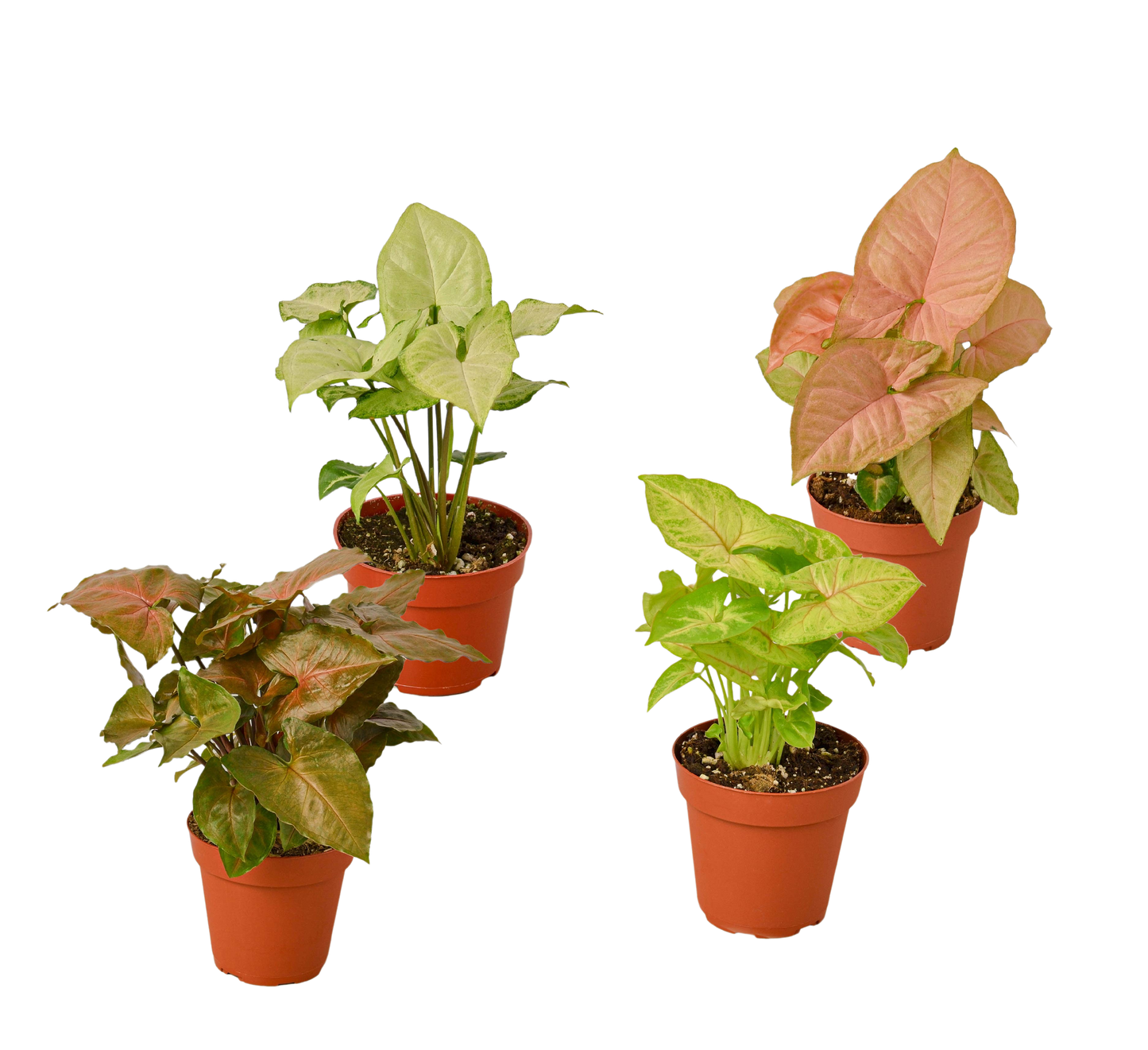 4 Different Syngonium Plants - Arrowhead Plants / 4" Pot / Live Plant | Cactus Clint