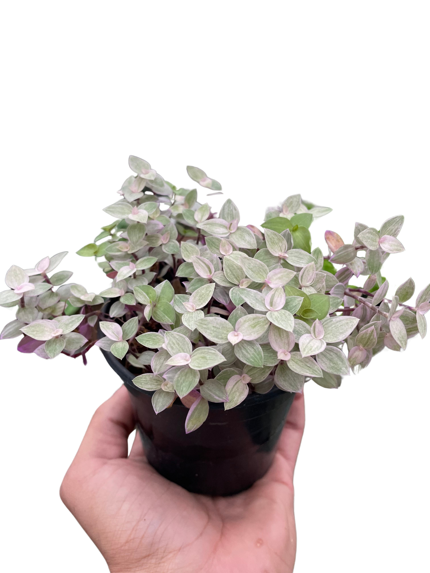 Tradescantia Callisia 'Pink Panther' | Cactus Clint