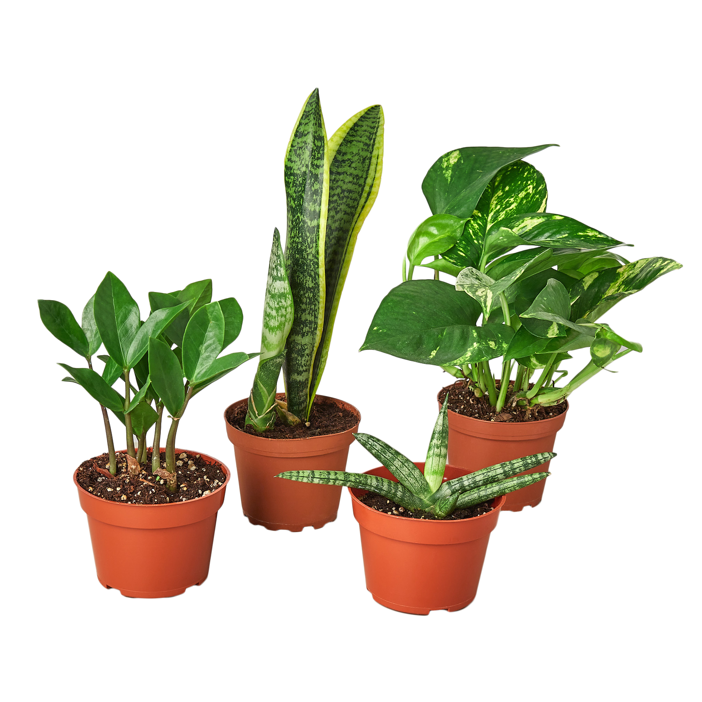 Easy Care Variety Bundle | Cactus Clint