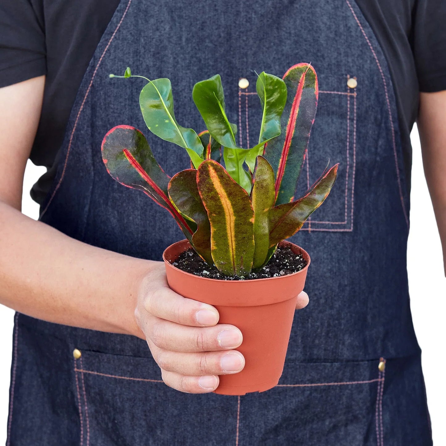 Croton 'Mammy' | Cactus Clint
