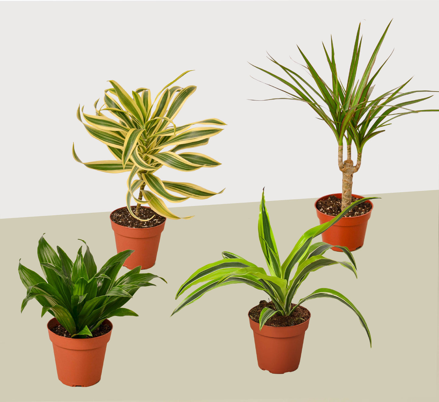 4 Different Dracaenas Variety Pack - Live House Plant - FREE Care Guide - 4" Pot | Cactus Clint