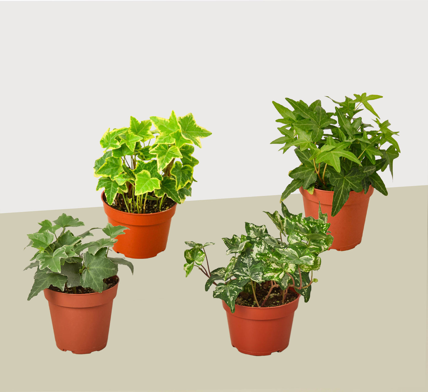 4 Different English Ivy Plants - 4" Pots - Live House Plant | Cactus Clint