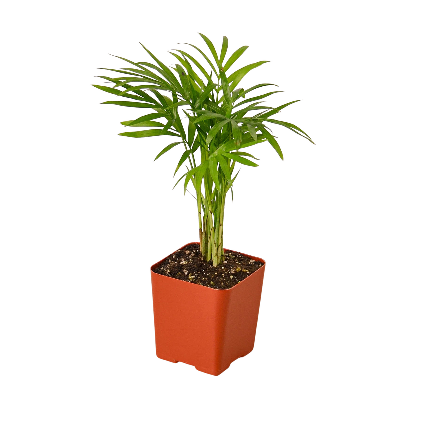 3" Tropical Plant Variety Bundle | Cactus Clint