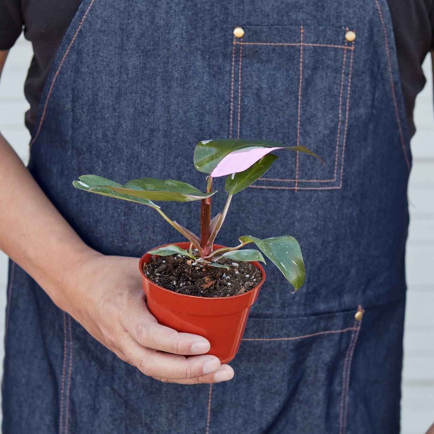 Philodendron 'Pink Princess' | Cactus Clint