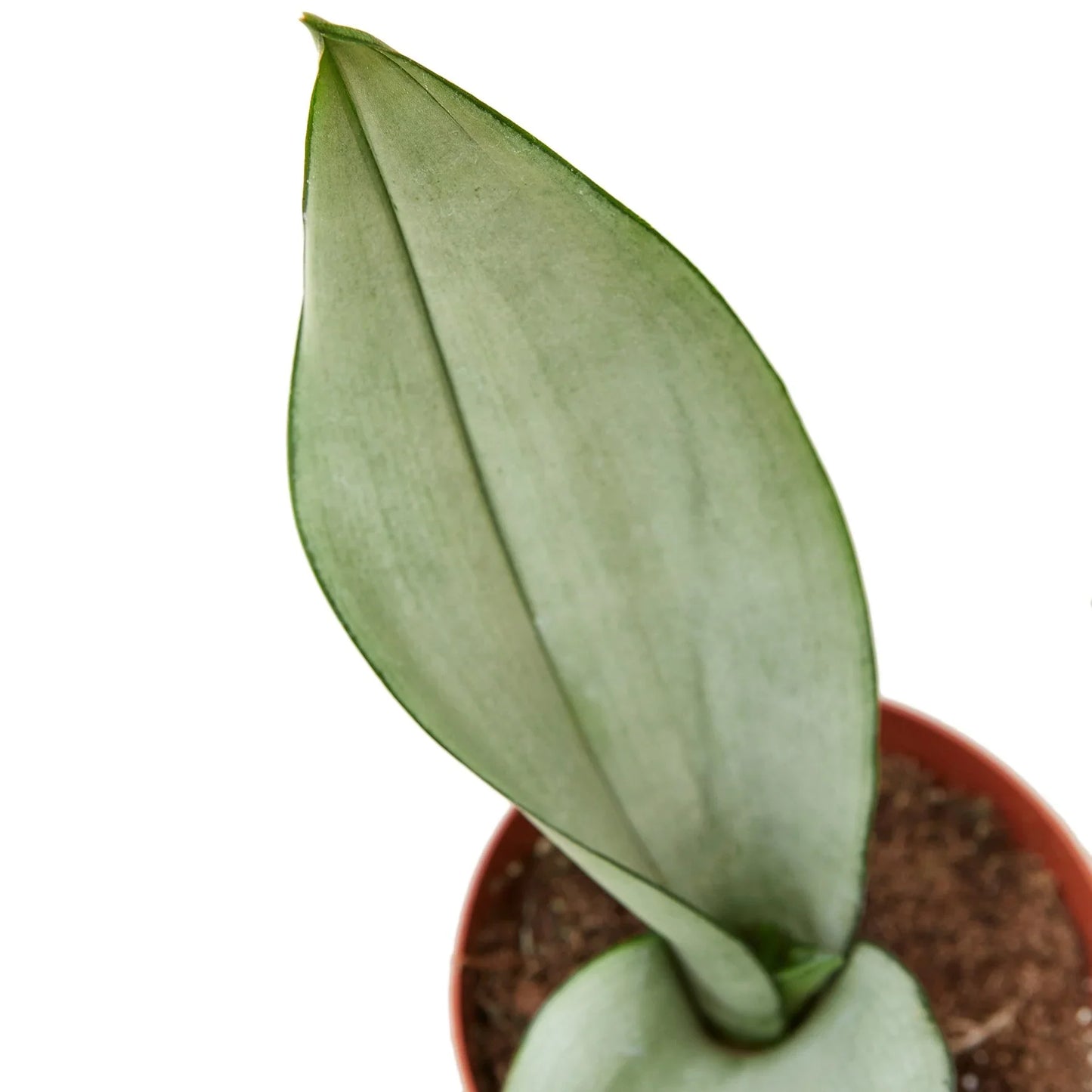 Snake Plant Moonshine | Cactus Clint
