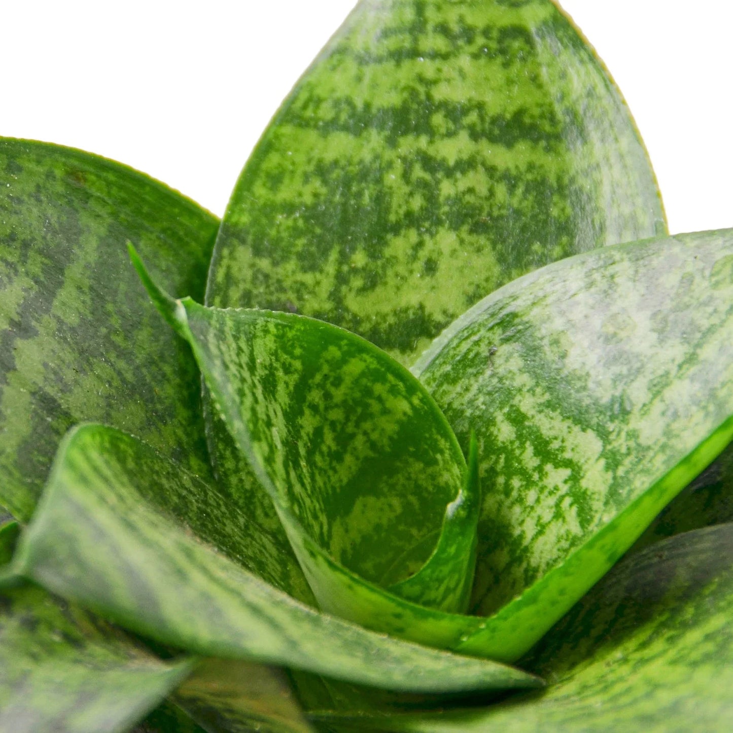 Snake Plant Black Robusta | Cactus Clint