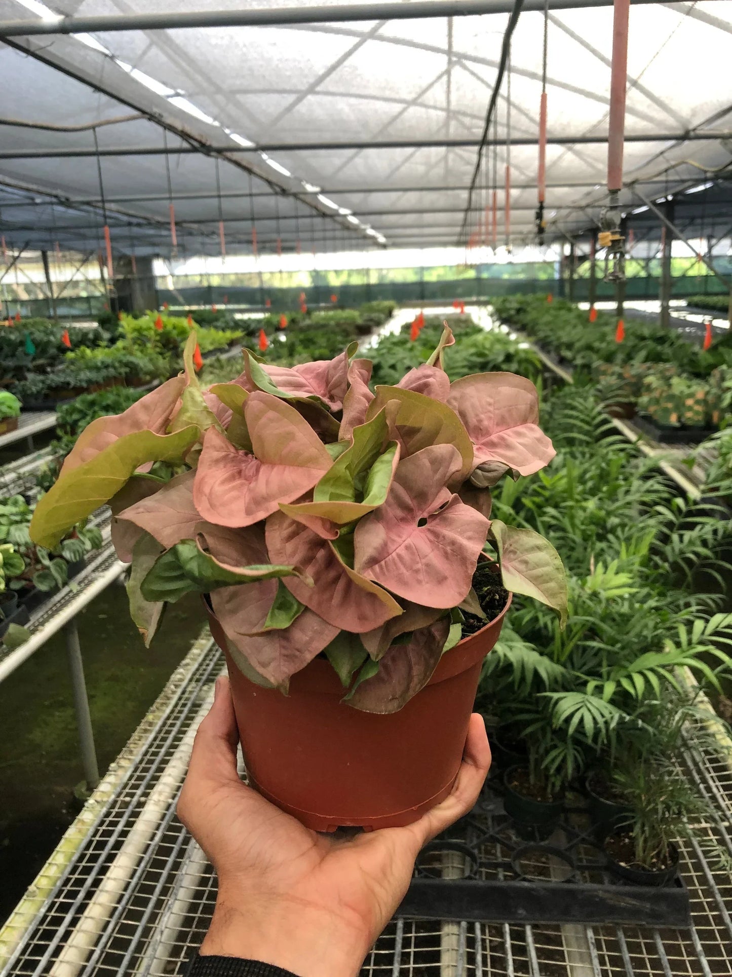 Syngonium Strawberry | Cactus Clint