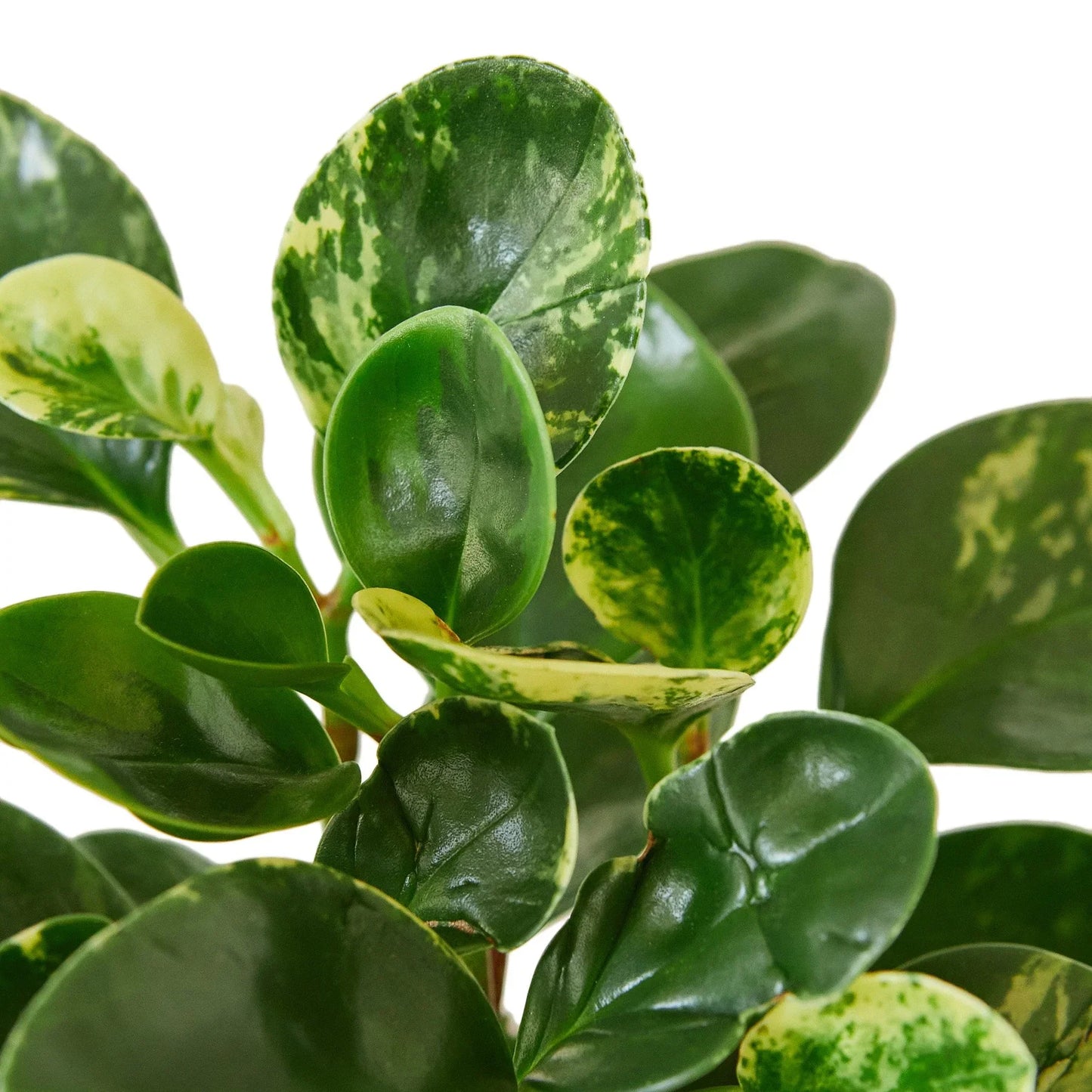Peperomia 'Marble' | Cactus Clint