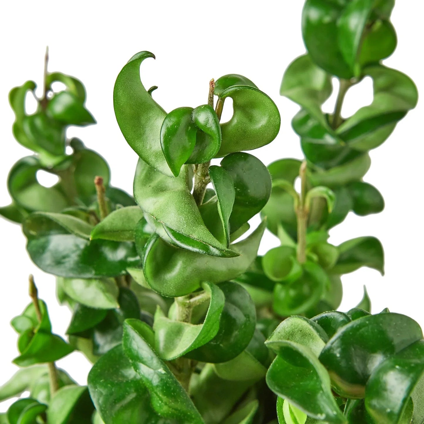 Hoya Rope Plant | Cactus Clint