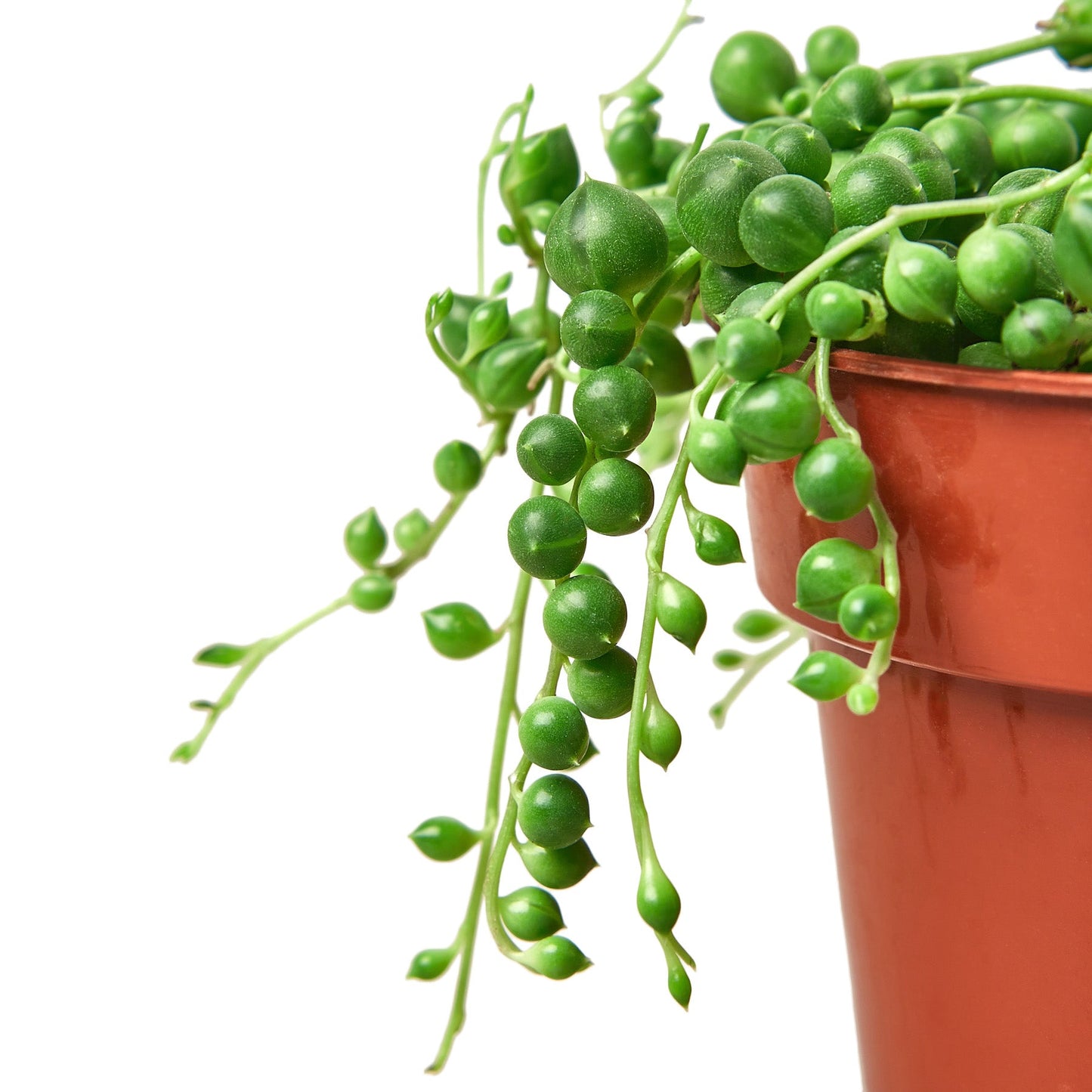 Succulent 'String of Pearls' | Cactus Clint