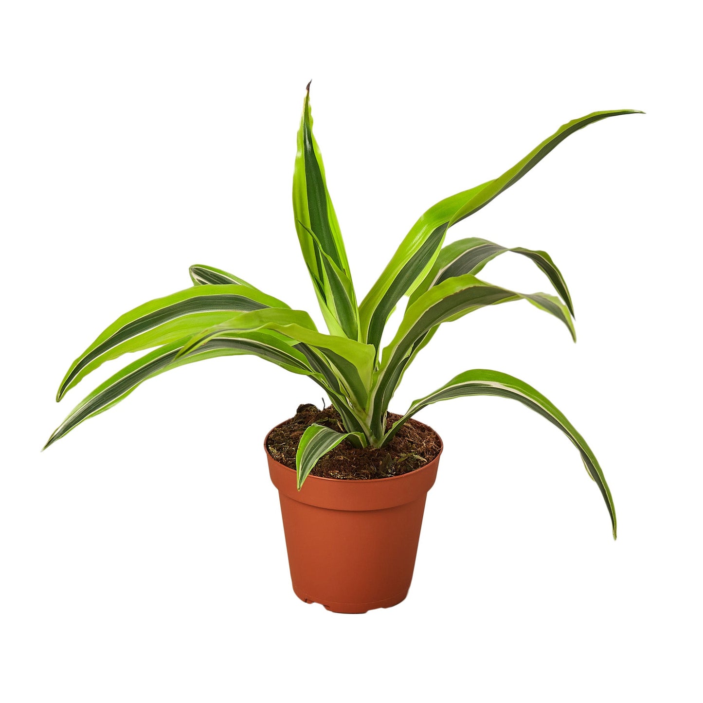 Dracaena Deremensis 'Lemon Lime' | Cactus Clint