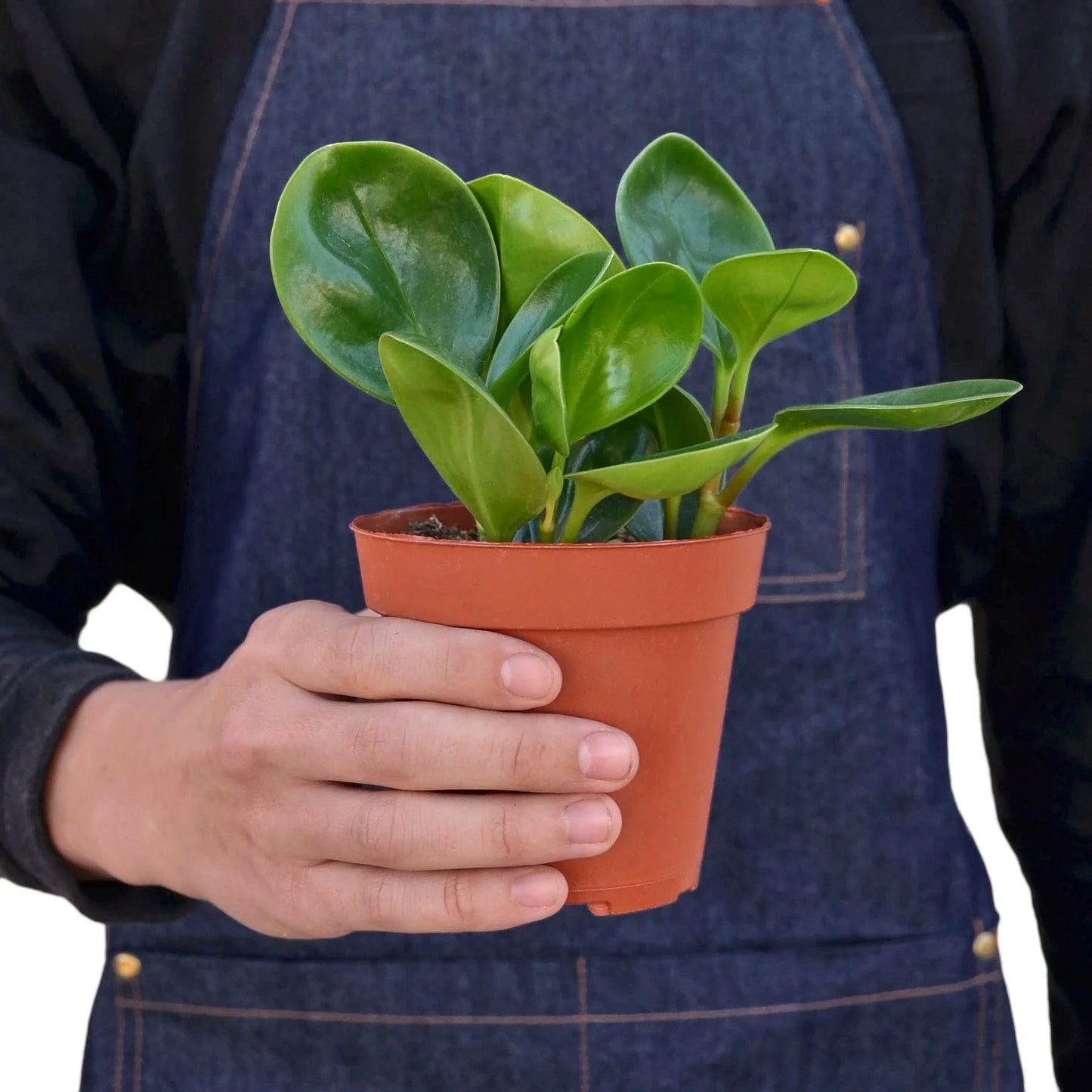 Peperomia Thailand | Cactus Clint