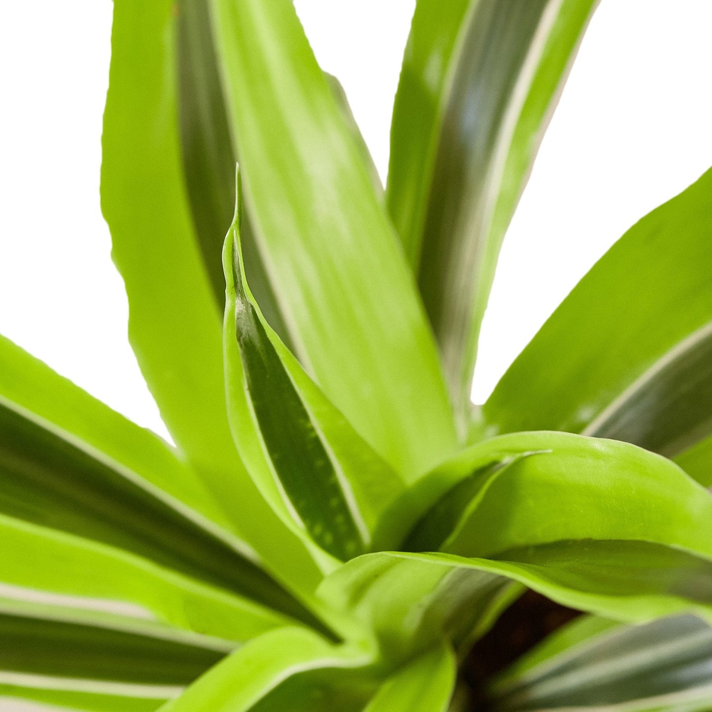 Dracaena Deremensis 'Lemon Lime' | Cactus Clint