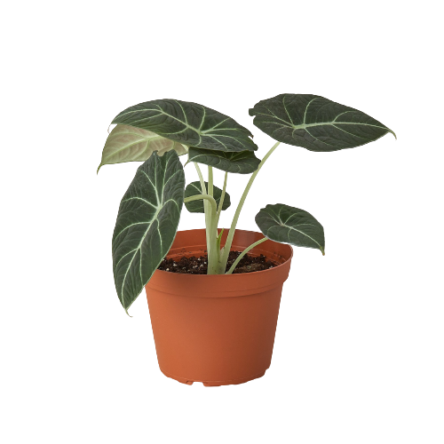 Alocasia Reginula 'Black Velvet' | Cactus Clint