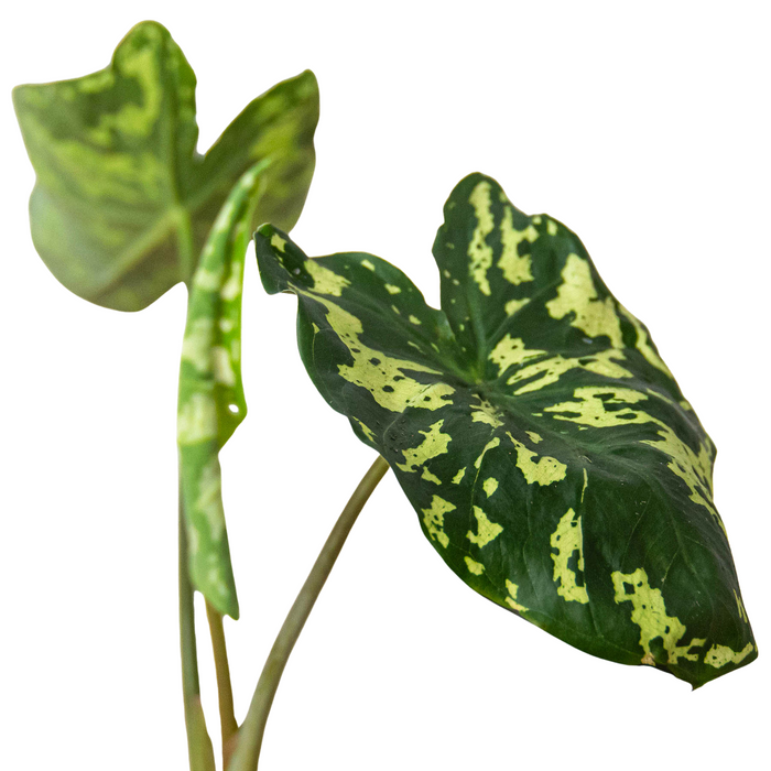 Alocasia 'Hilo Beauty' | Cactus Clint