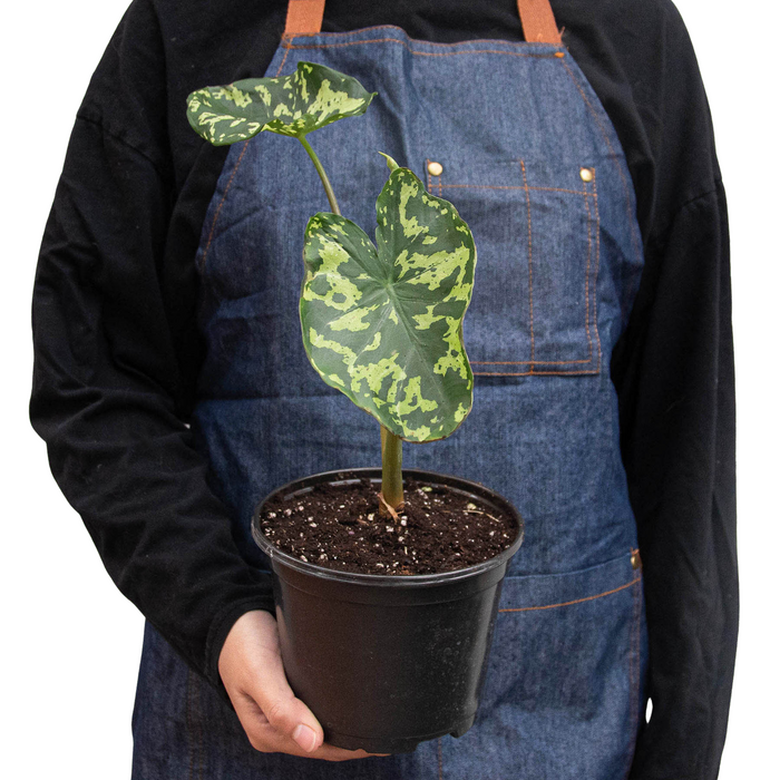 Alocasia 'Hilo Beauty' | Cactus Clint