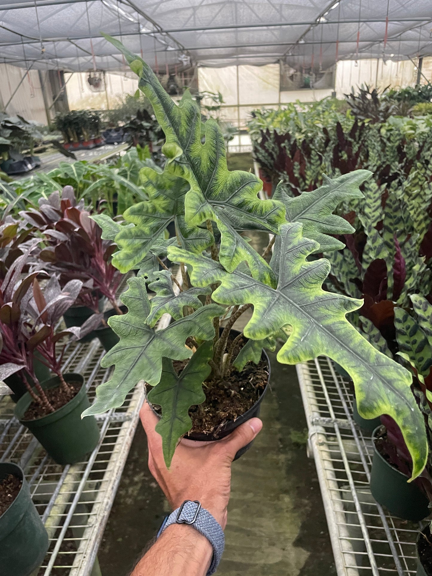 Alocasia 'Jacklyn' | Cactus Clint