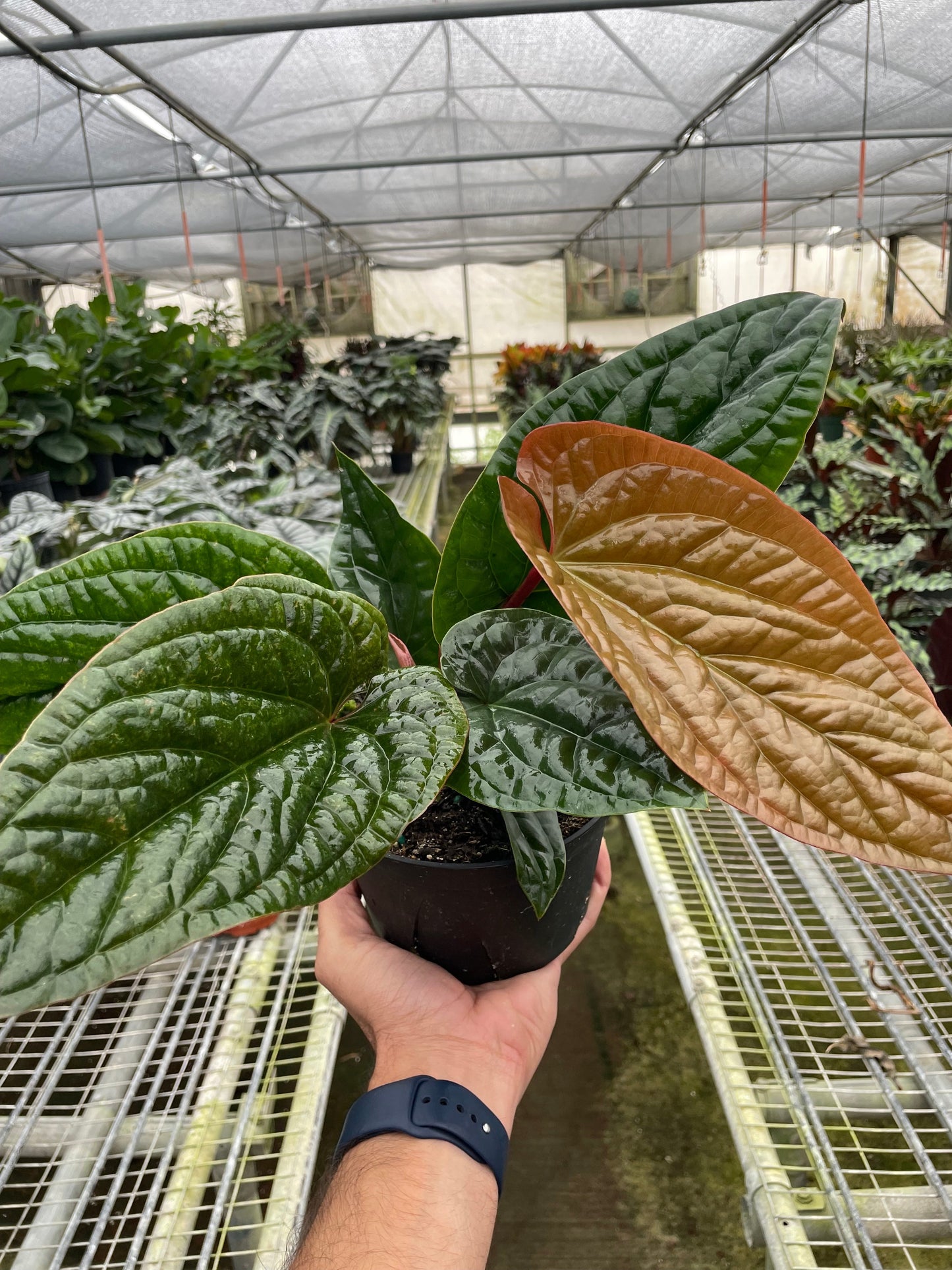Anthurium 'Radicans x Luxurians' | Cactus Clint
