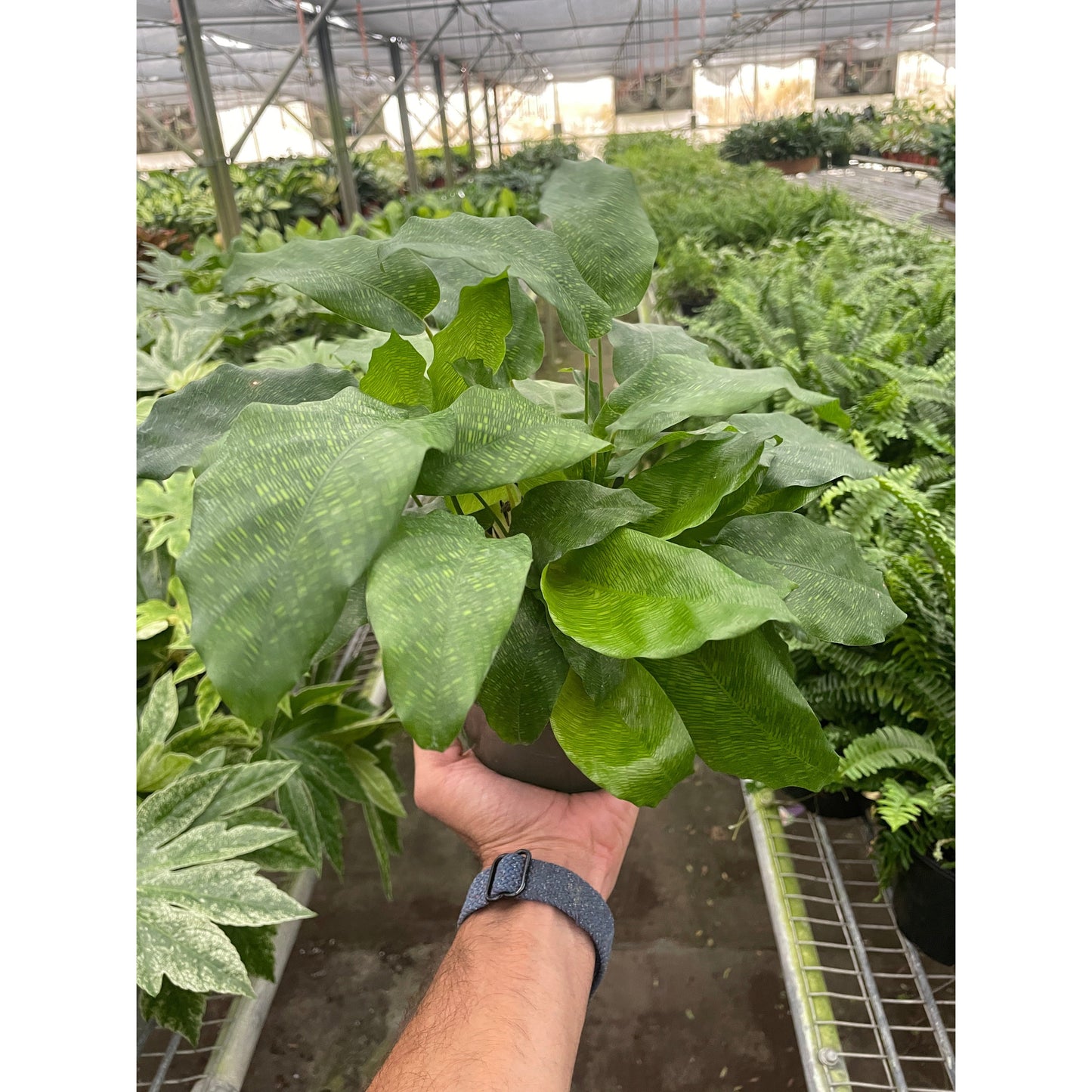 Calathea 'Musaica' | Cactus Clint