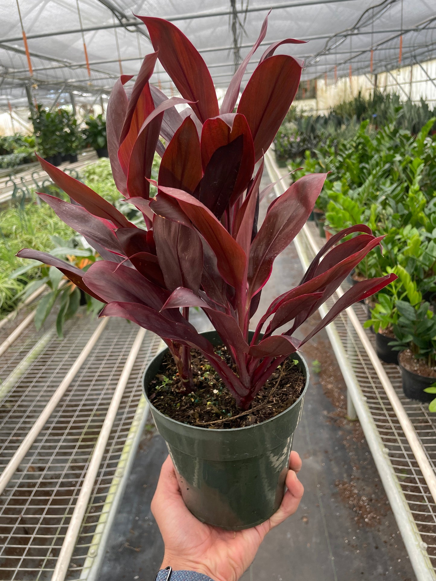Cordyline 'Calypso Queen' | Cactus Clint