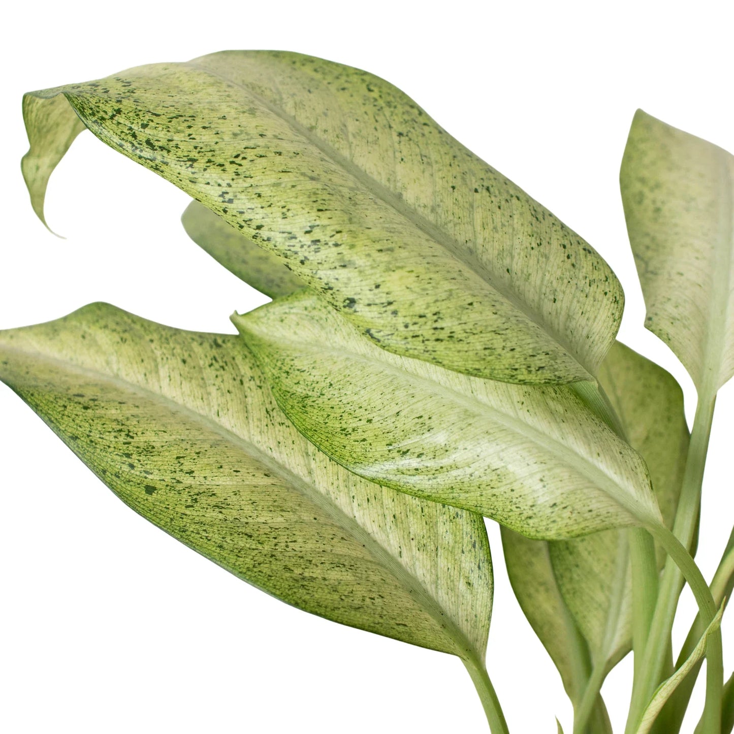 Dieffenbachia 'Camouflage' | Cactus Clint