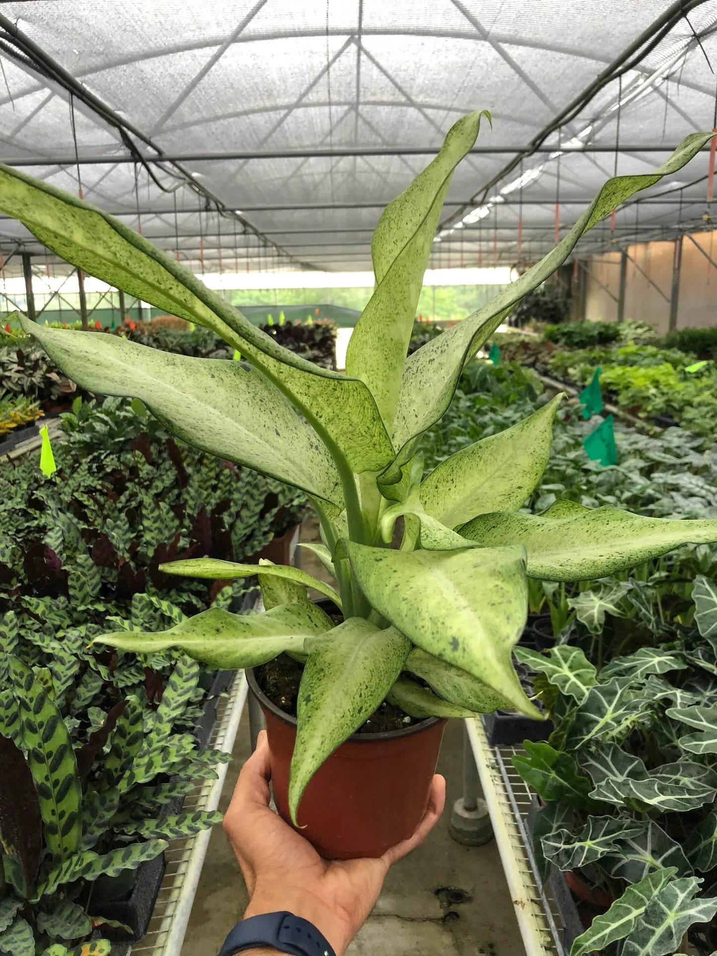 Dieffenbachia 'Camouflage' | Cactus Clint