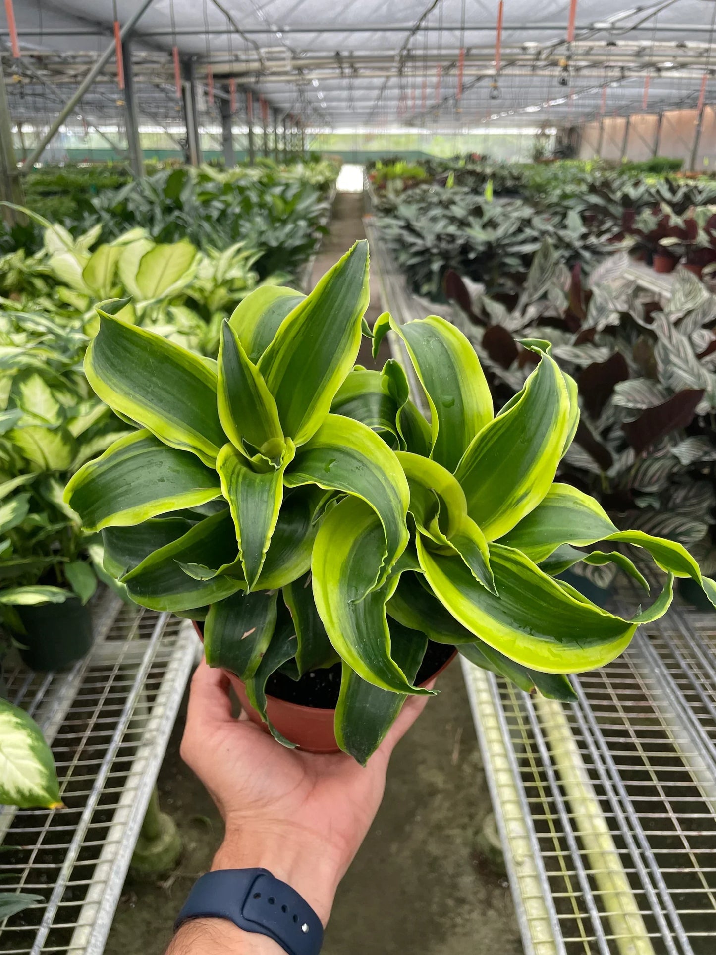 Dracaena 'Tornado' | Cactus Clint