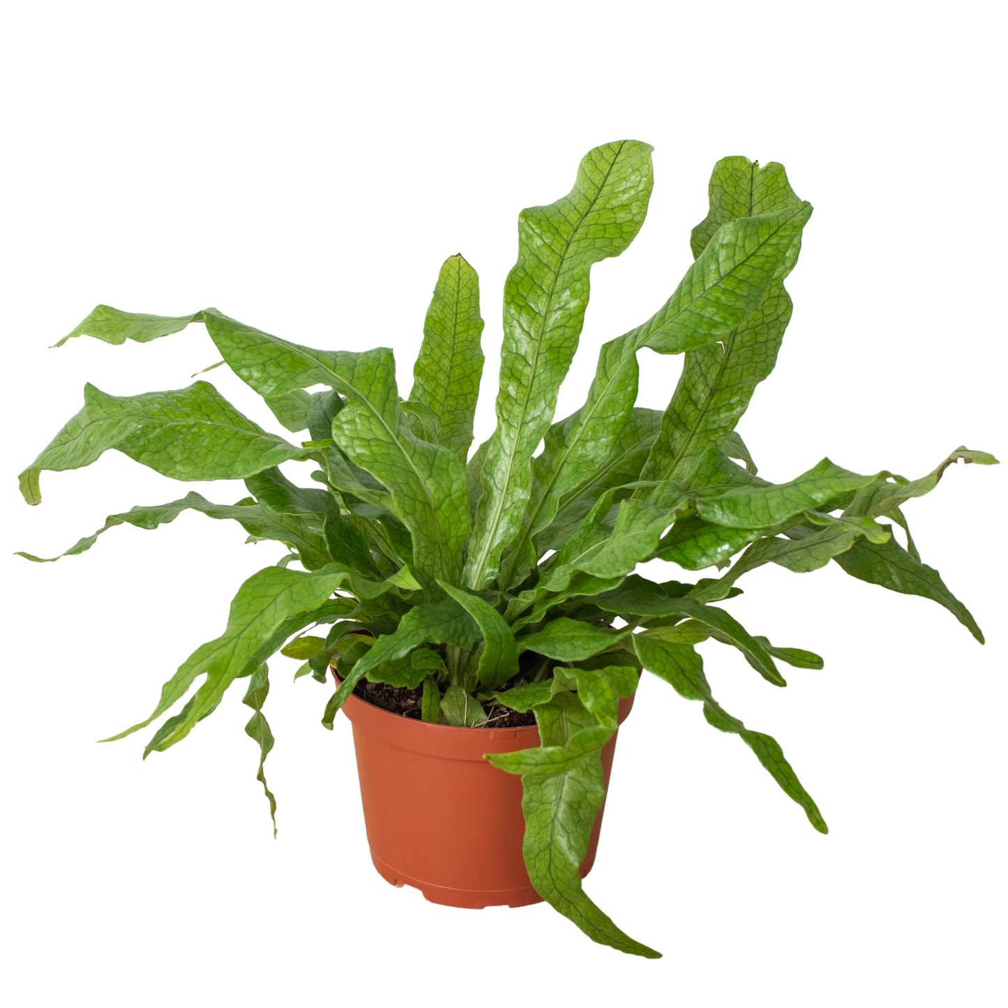 Fern 'Crocodile' | Cactus Clint