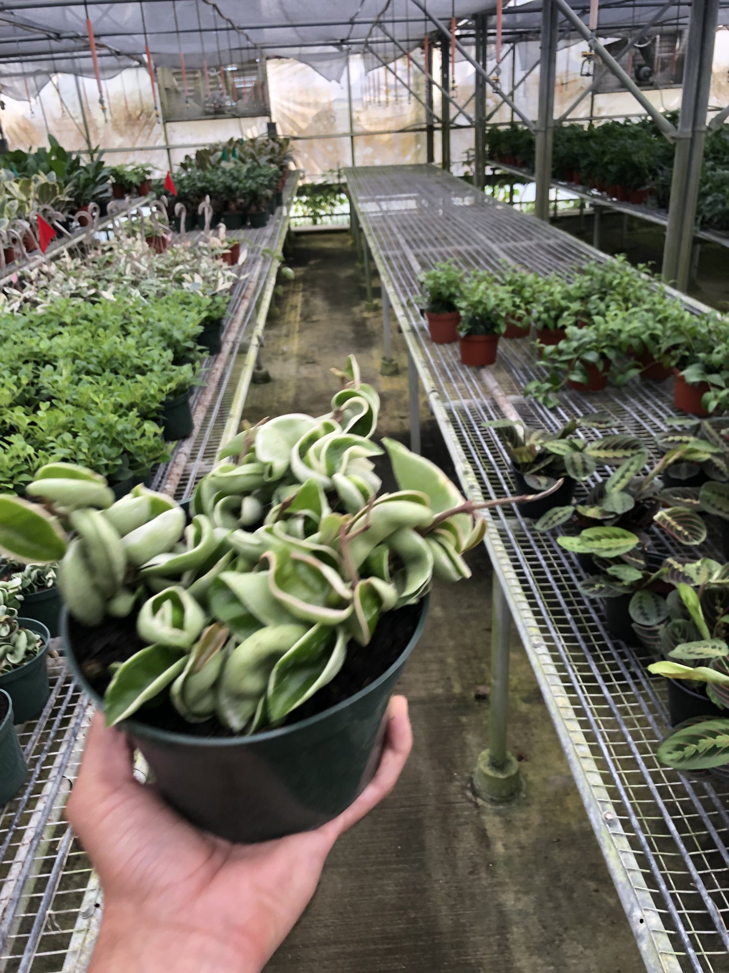 Hoya 'Rope Plant' Variegated | Cactus Clint