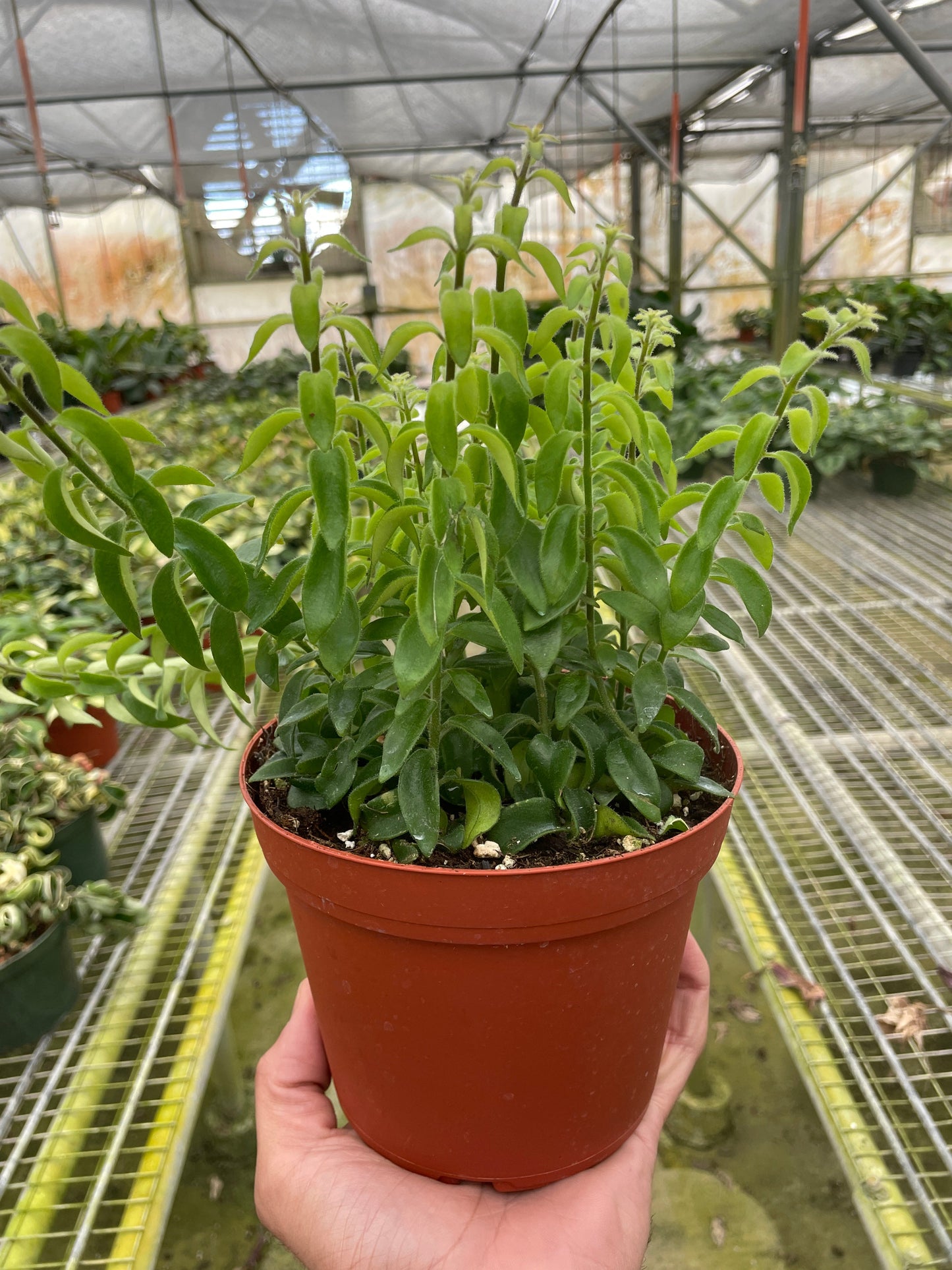 Curly Lipstick Plant | Cactus Clint