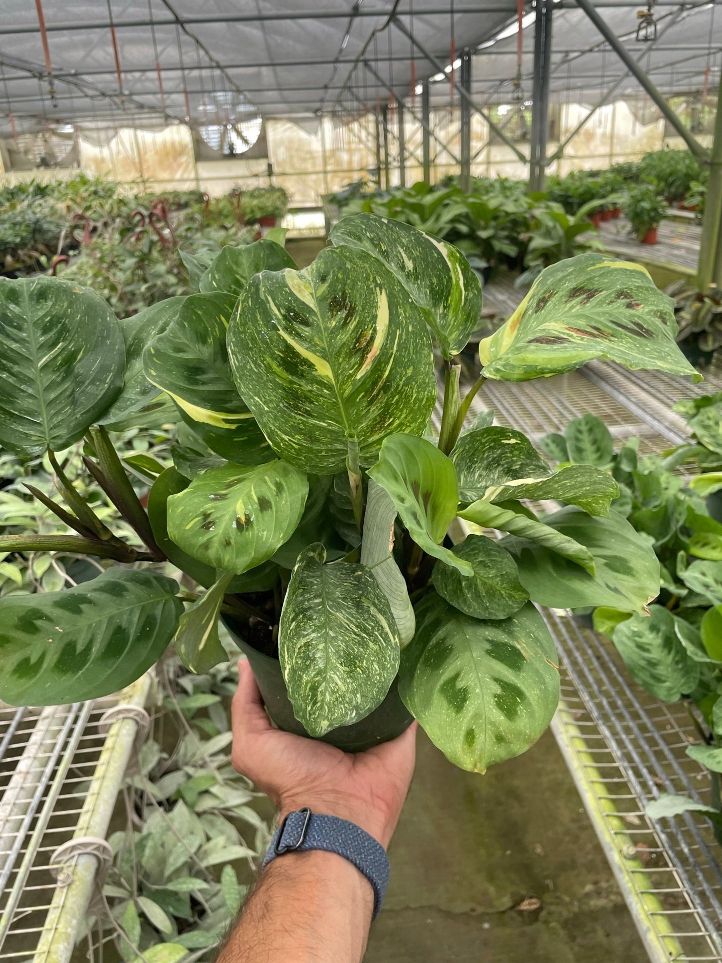 Maranta Variegated 'Beauty Kim' | Cactus Clint