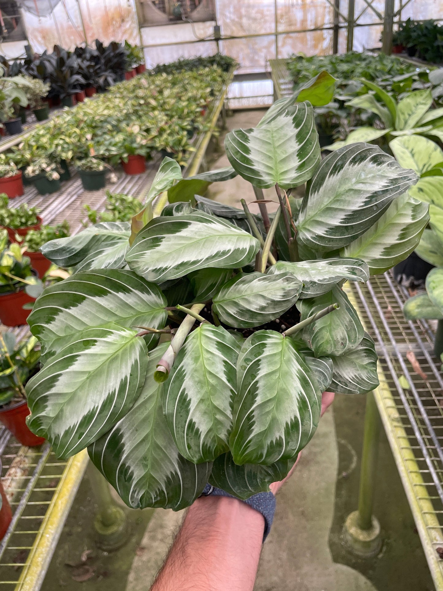 Maranta 'Silver Band' | Cactus Clint