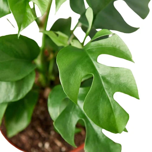 Philodendron Mini Monstera Minima | Cactus Clint