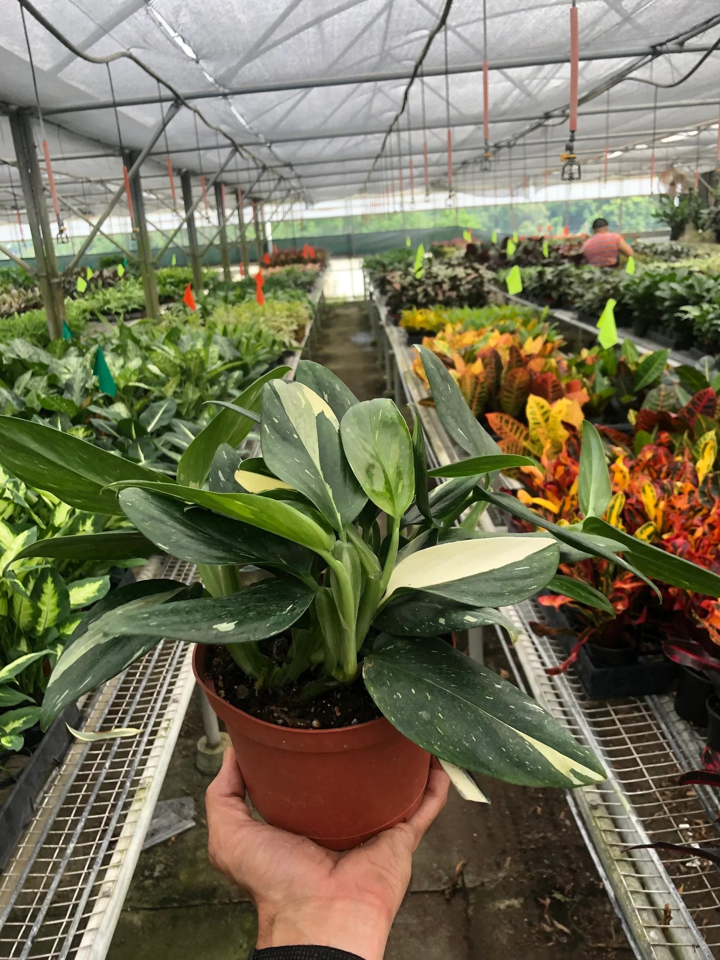 Monstera 'Standeleyana Albo Variegated' | Cactus Clint