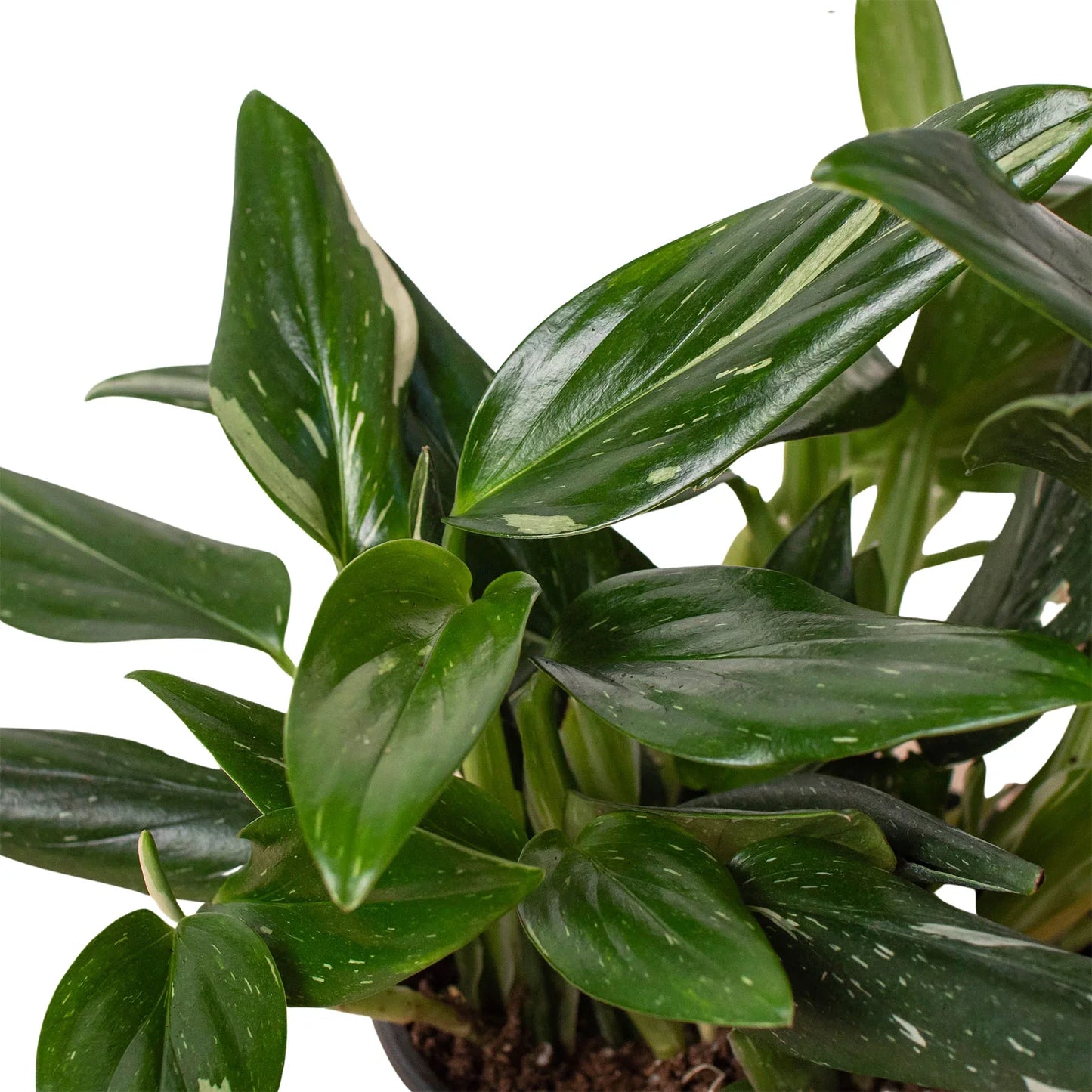 Monstera 'Standeleyana Albo Variegated' | Cactus Clint