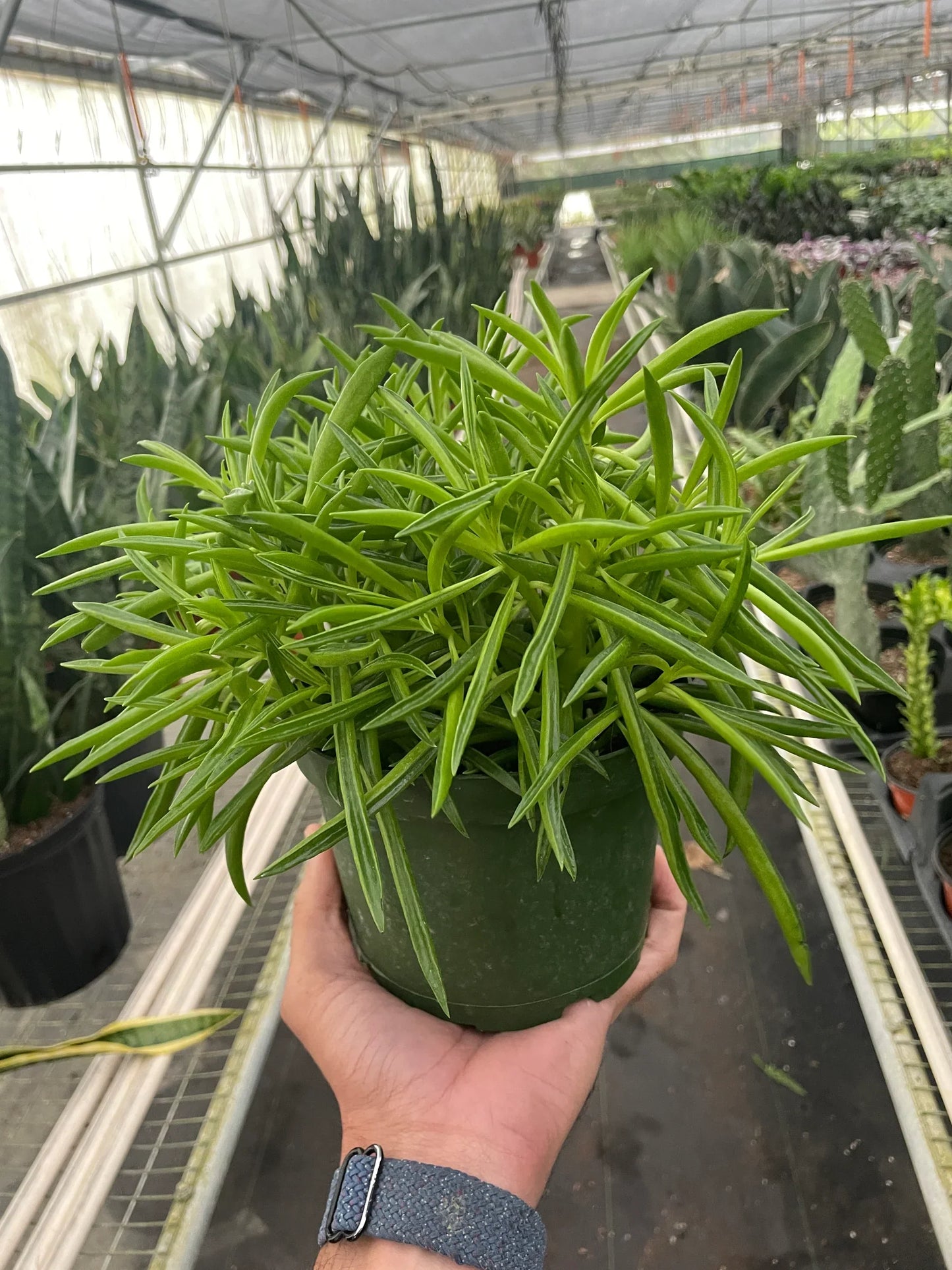 Peperomia 'Green Bean' | Cactus Clint