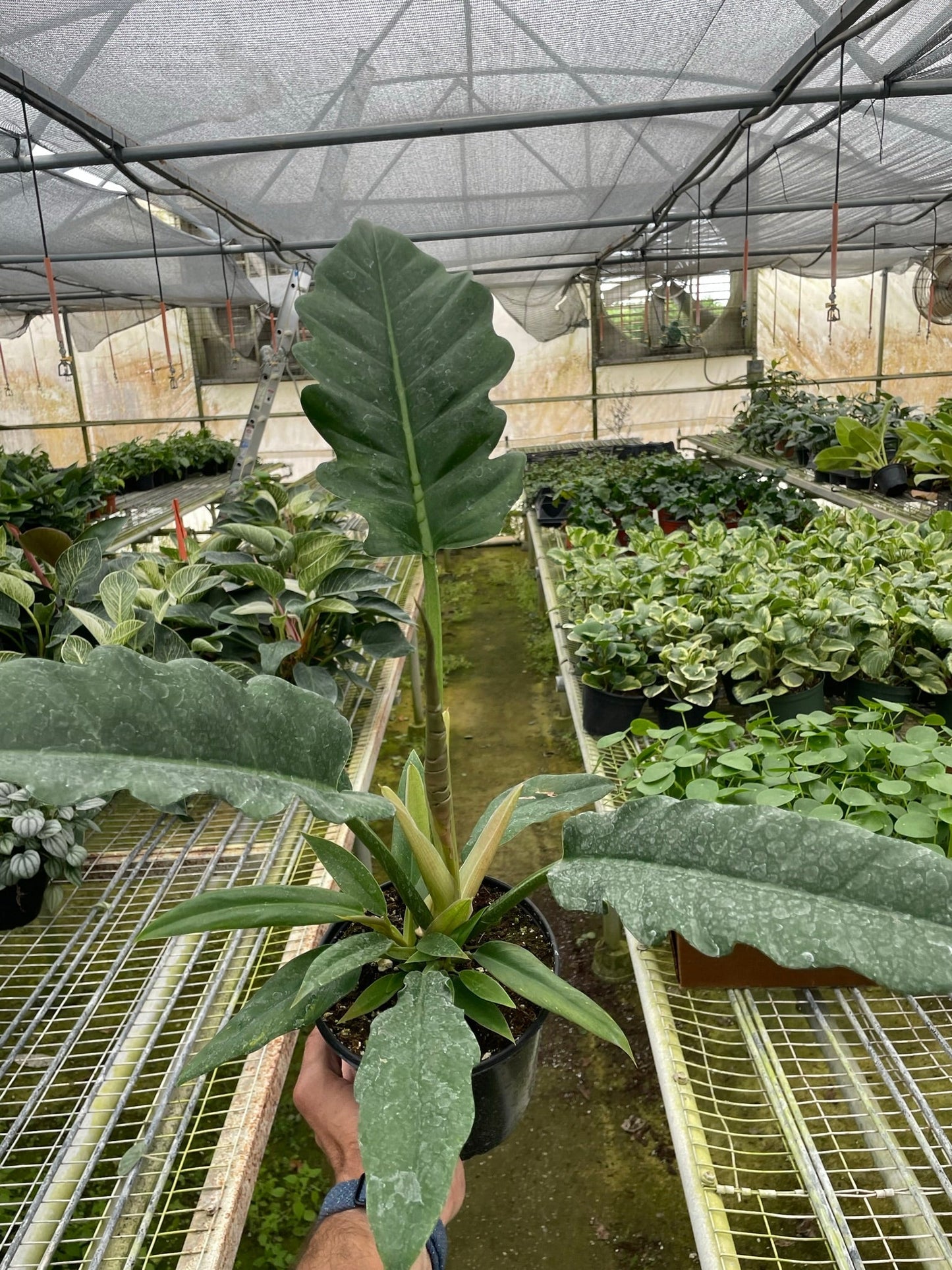 Philodendron 'Jungle Boogie' | Cactus Clint