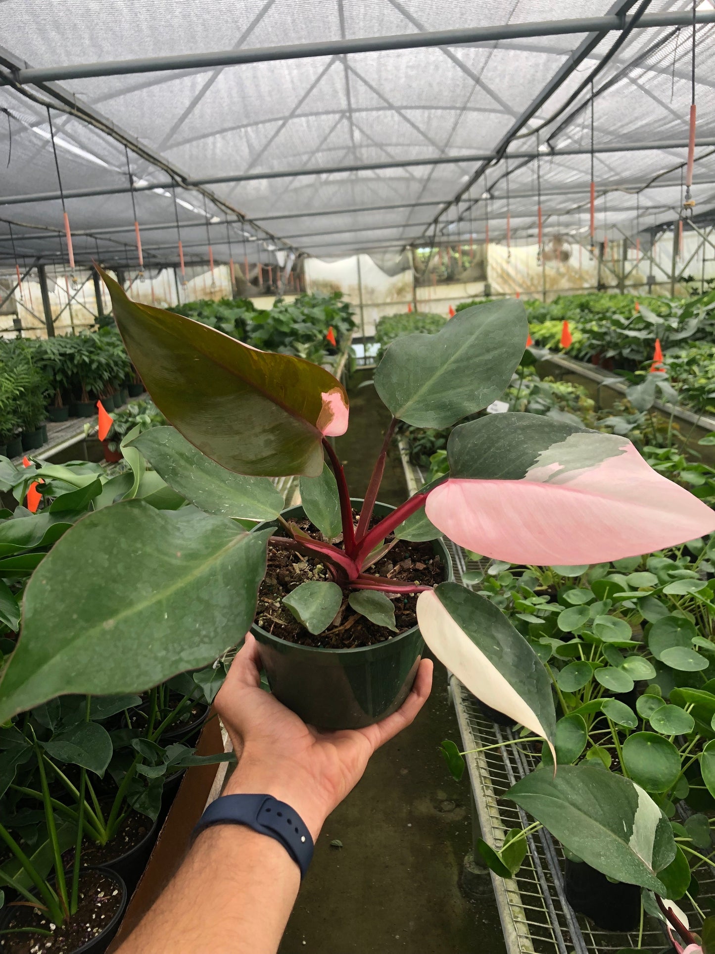 Philodendron 'Pink Princess' | Cactus Clint