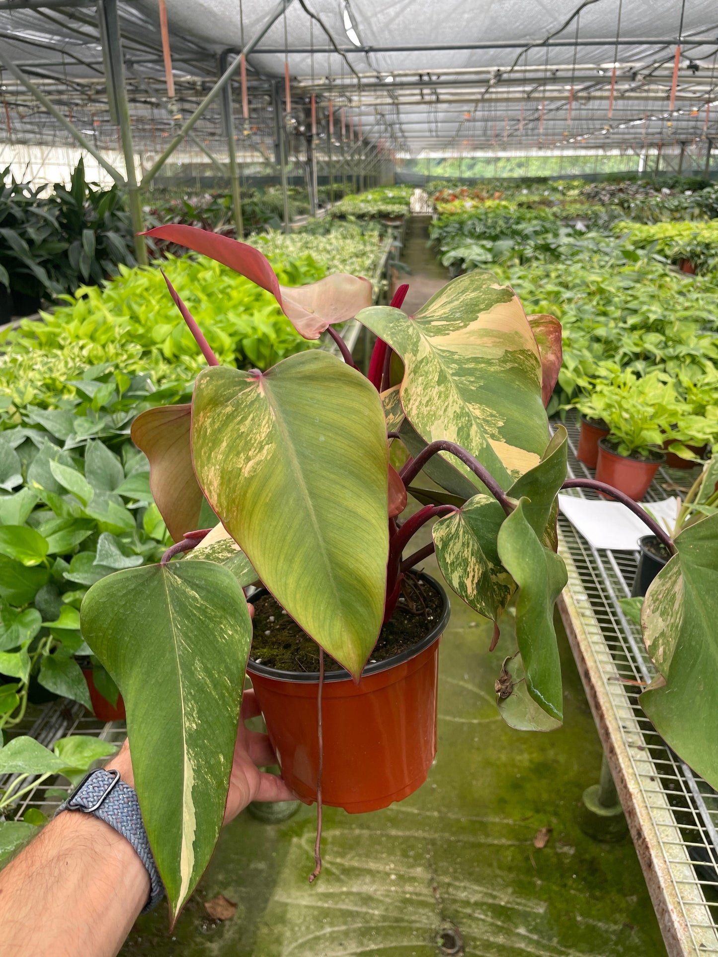 Philodendron 'Strawberry Shake' | Cactus Clint