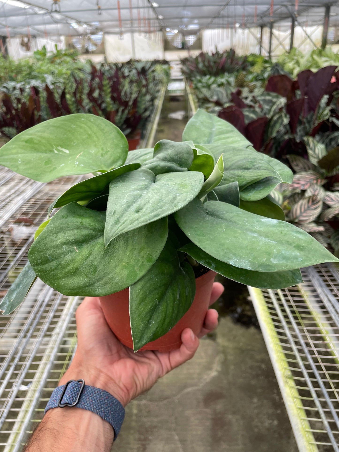 Pothos Jade Satin | Cactus Clint
