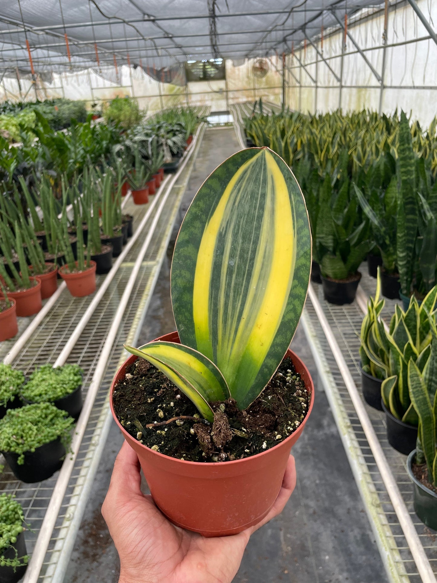 Variegated Shark Fin Snake Plant | Cactus Clint