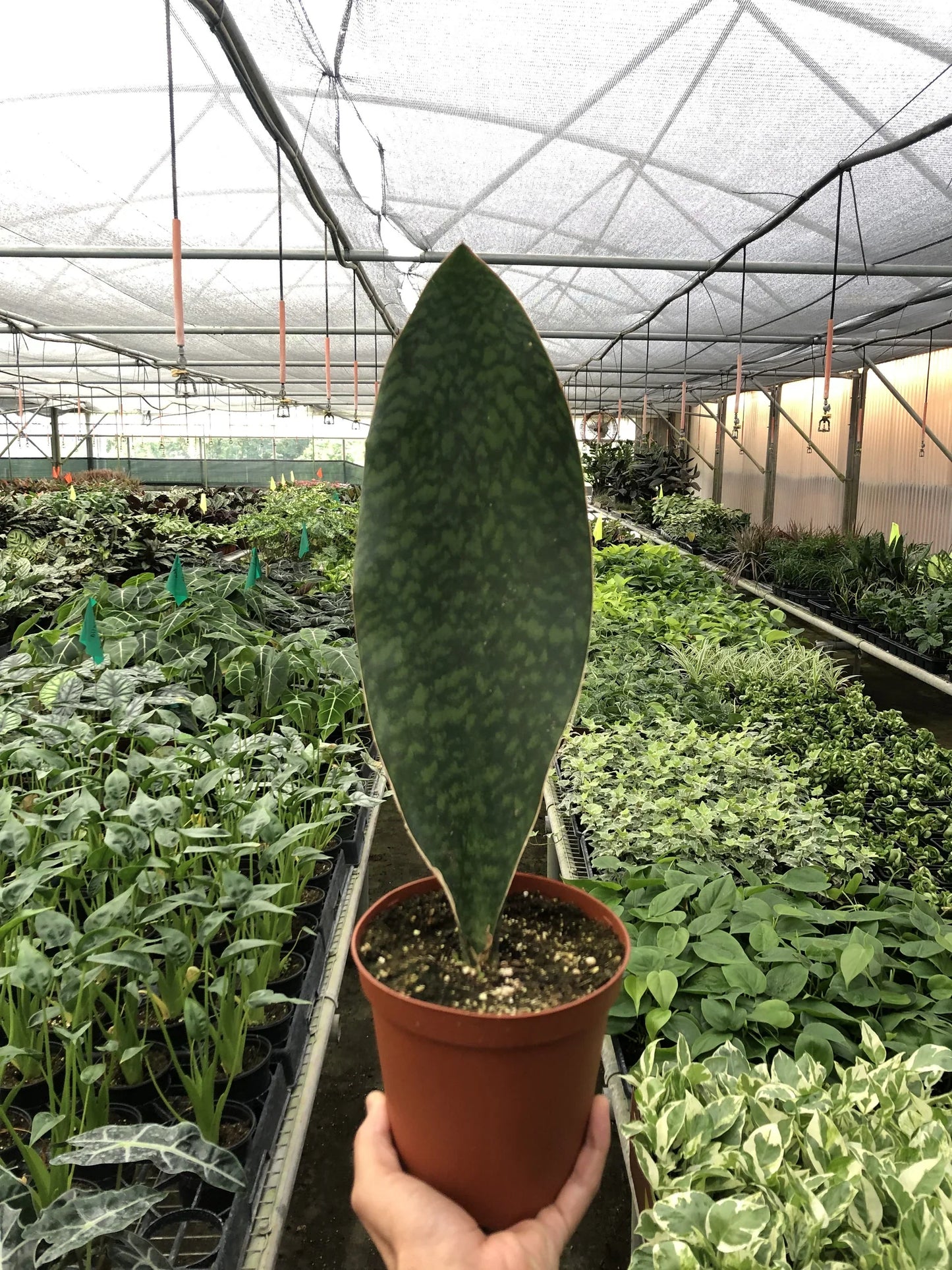 Shark Fin Snake Plant | Cactus Clint