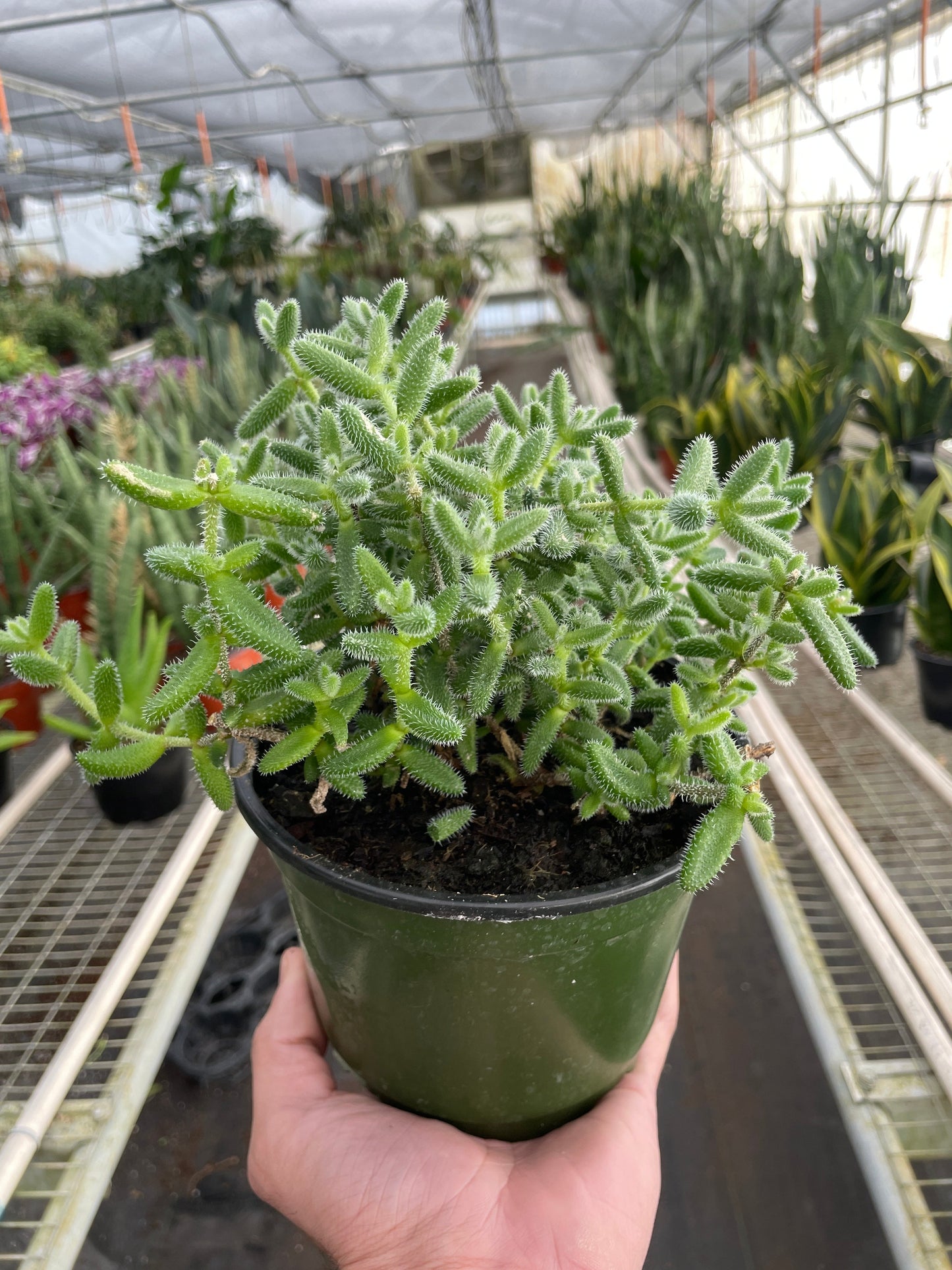 Delosperma echinatum 'Pickle Plant' | Cactus Clint
